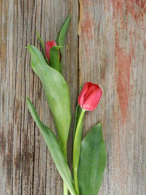 Wholesale Red Tulips Delivered Online FlowerFarm